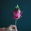 Crochet Dragon Fruit PDF Pattern with Free Video Tutorial for crafting fruit-inspired crochet projects.